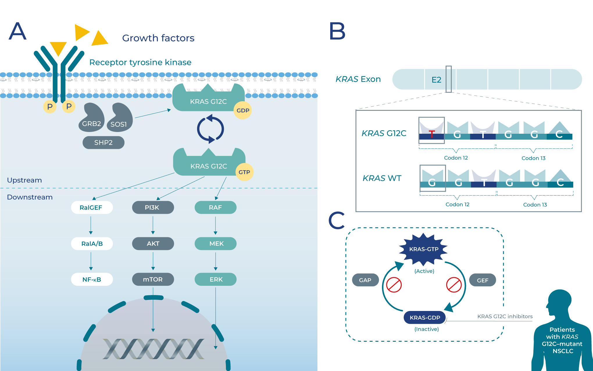 Figure 1. Intracellular signaling pathways of KRAS G12C, mechanism of action for KRAS G12C inhibitors, and interconversion between KRAS-GTP and KRAS-GDP bound states